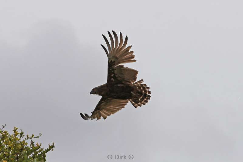 steppe buzzard kruger national park south africa