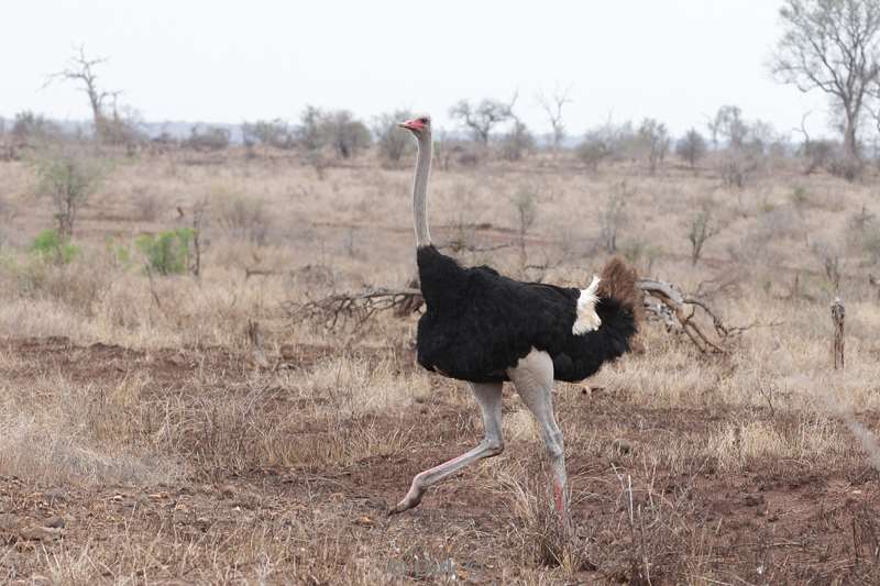 ostrich kruger national park south africa