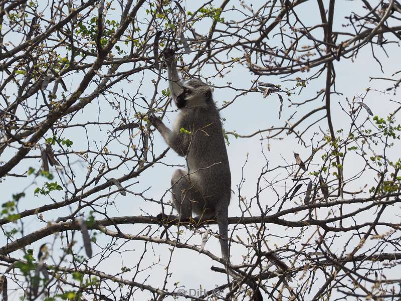 vervet monkey kruger national park south africa