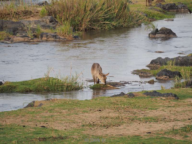 waterbuck kruger national park south africa