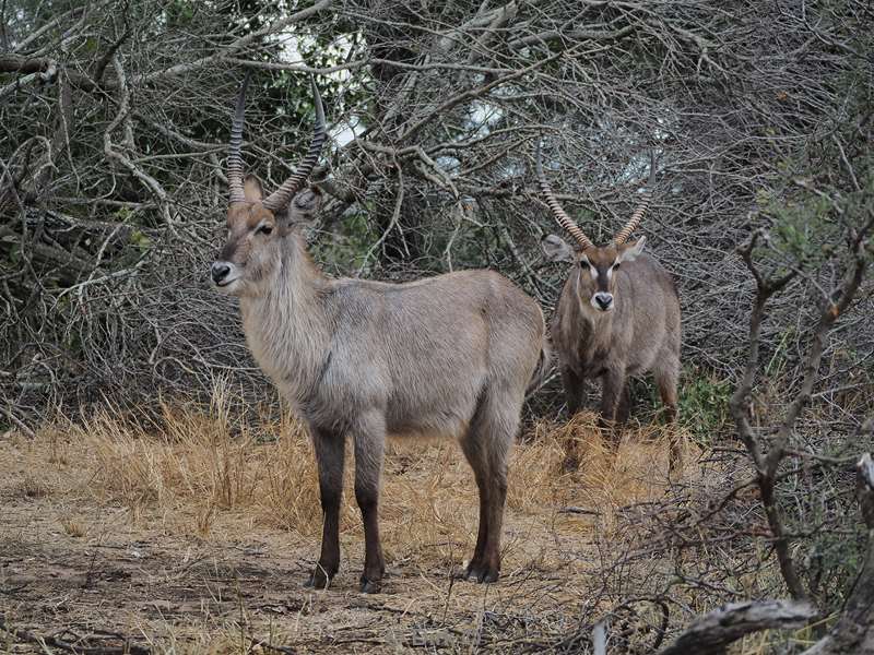 waterbuck kruger national park south africa