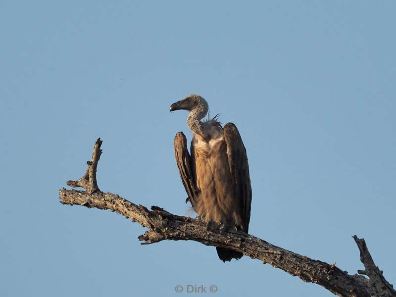 white back vulture kruger national park south africa
