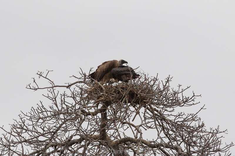 white back vulture kruger national park south africa