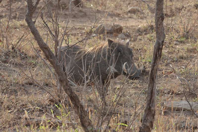 warthog kruger national park south africa