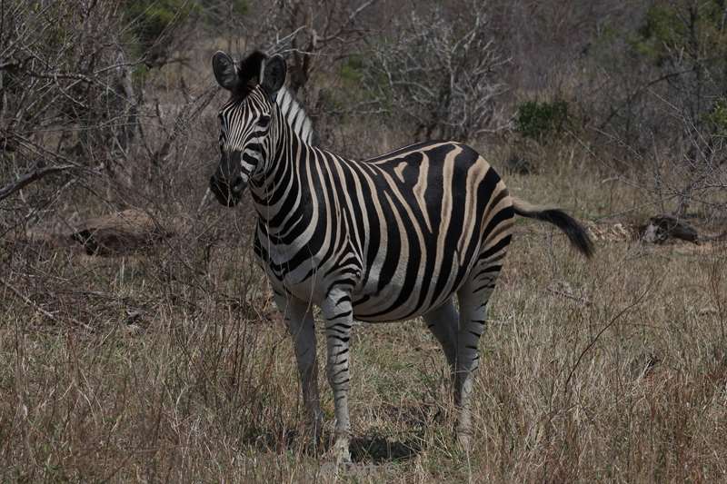zebra kruger national park south africa