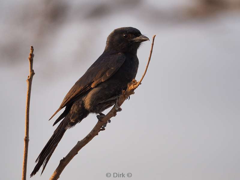 southern black cuckoo kruger national park south africa