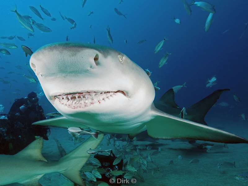 citroen haaien lemon sharks