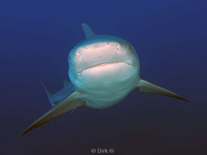 bull shark