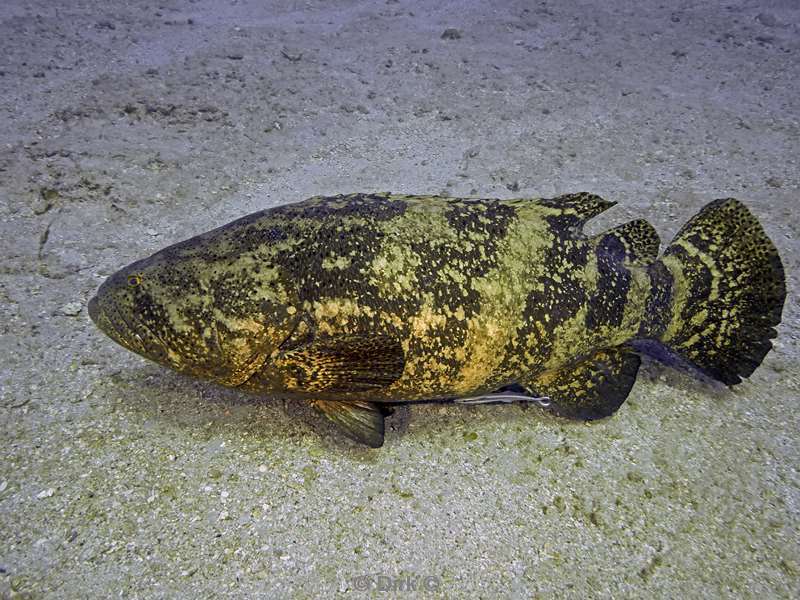 goliath grouper