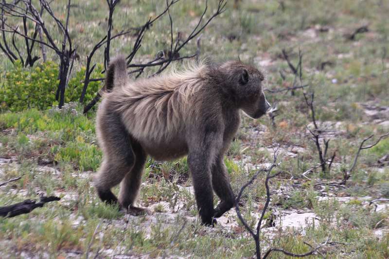 south africa baboons