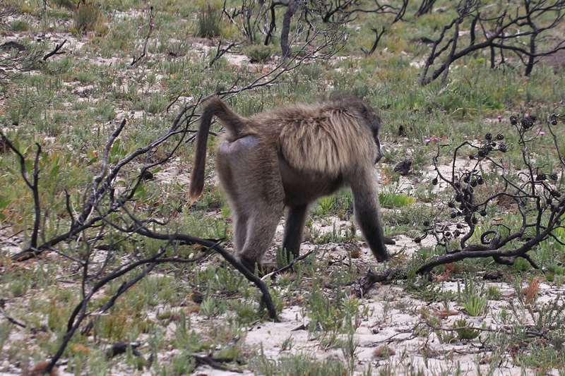 south africa baboons