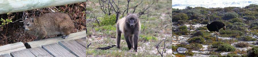 kaapstad bavianen dassies mangoes struisvogels zeerobben  simons town zuid-afrika