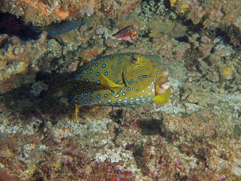 diving south africa boxfish