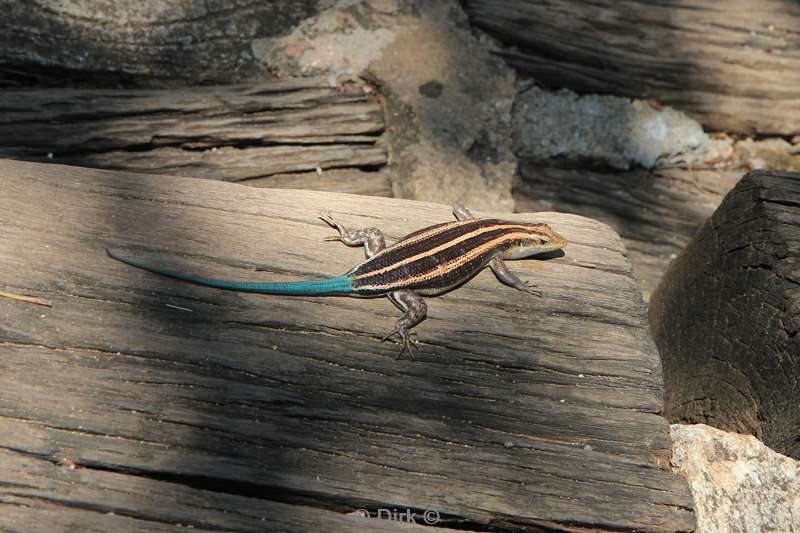 south africa dragenbergen lizard