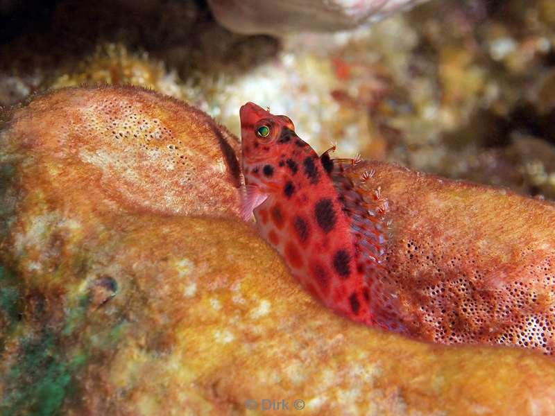 diving south africa hawkfish