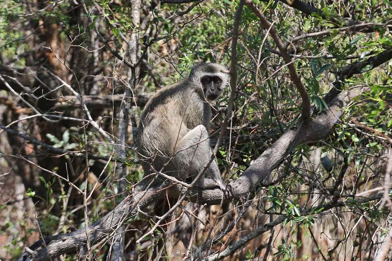 south africa hluluwe monkey