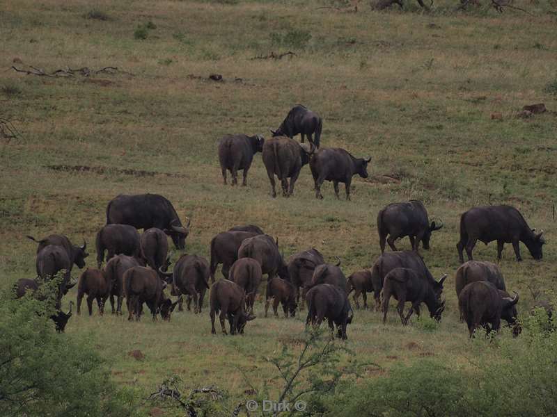 south africa hluluwe buffalo
