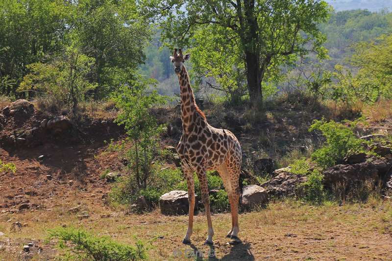 south africa hluluwe giraffes