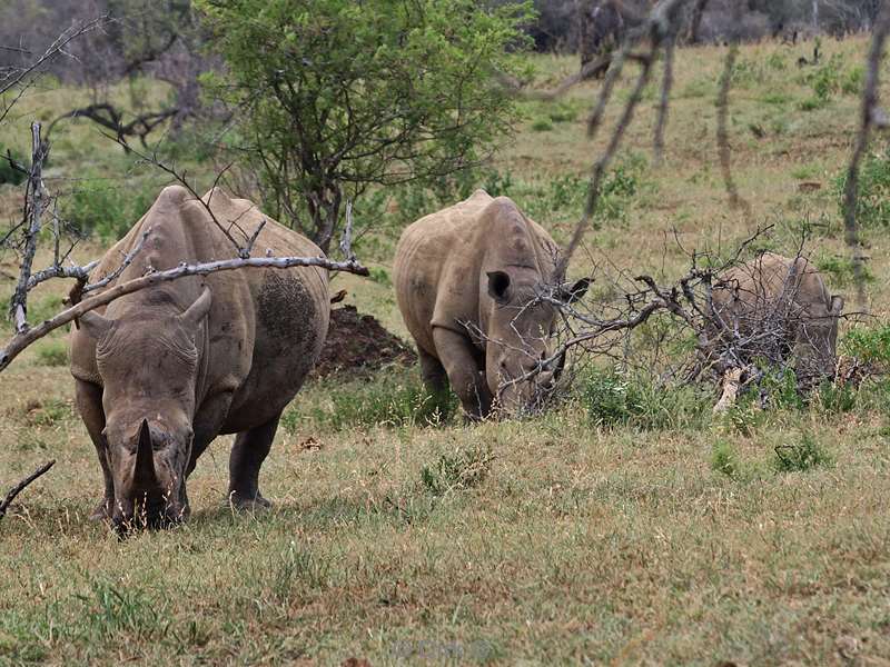 south africa hluluwe rhinos