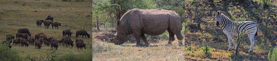hluluwe wildlife park south africa rhinos