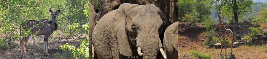 wildpark hluluwe imfolozi zuid-afrika olifanten