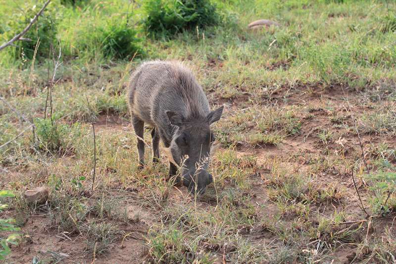 south africa hluluwe warthog