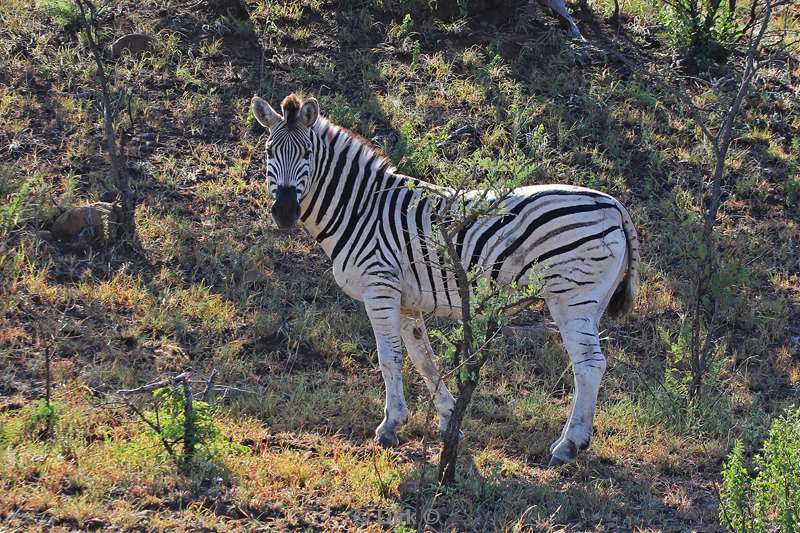 south africa hluluwe zebra