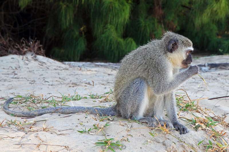 south africa iSimangaliso monkey