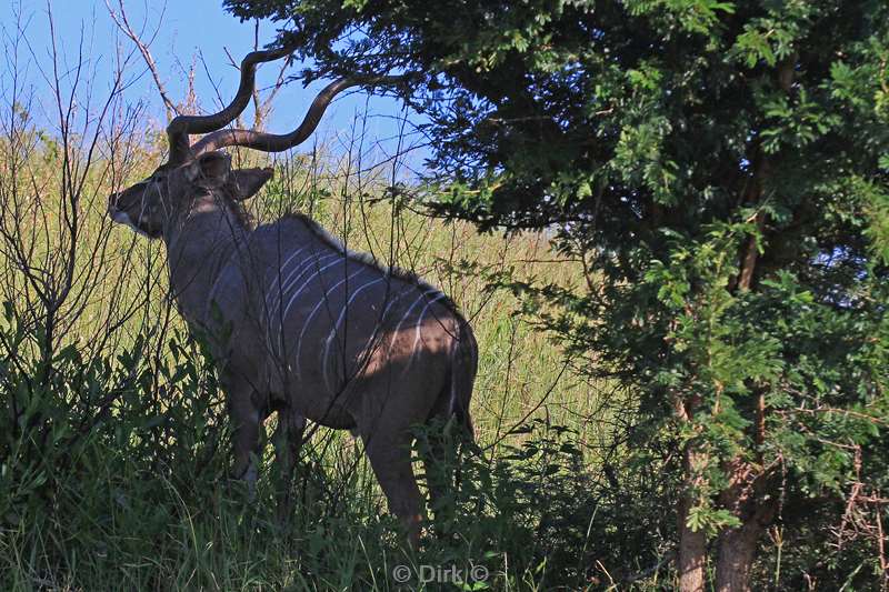 south africa iSimangaliso kudu