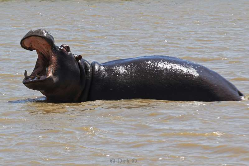 south africa iSimangaliso Hippopotamus