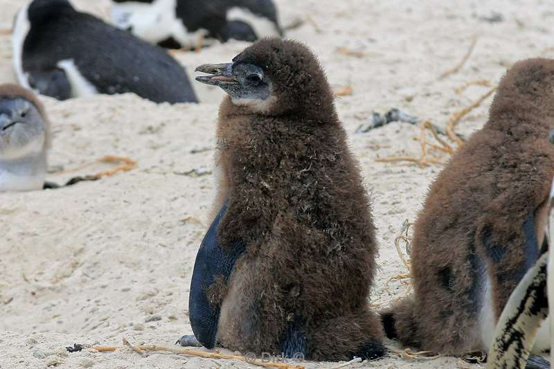 south africa jackass pinguins