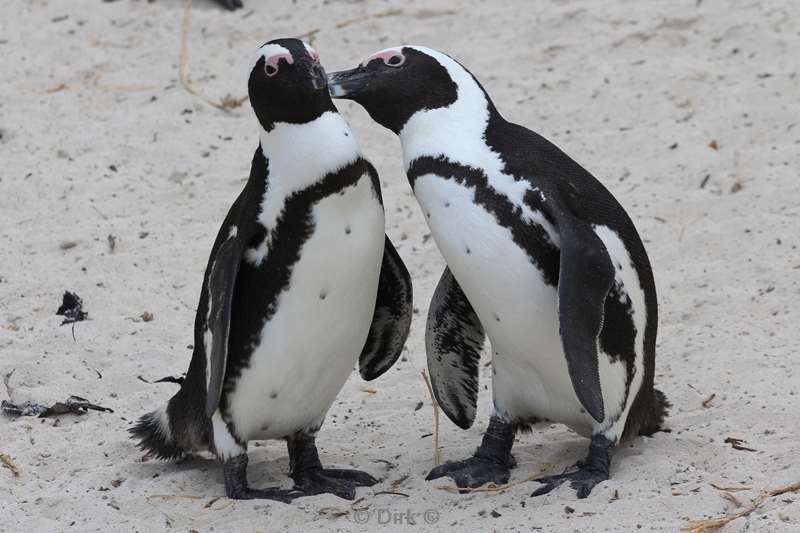 south africa jackass pinguins