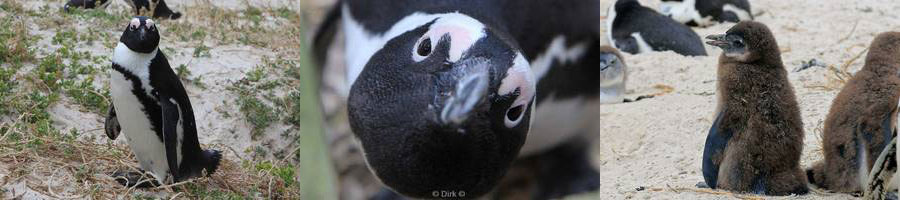 kaapstad jackass-pinguins zuid-afrika