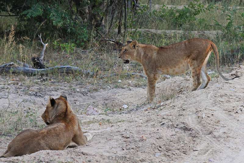 south africakapama park lions