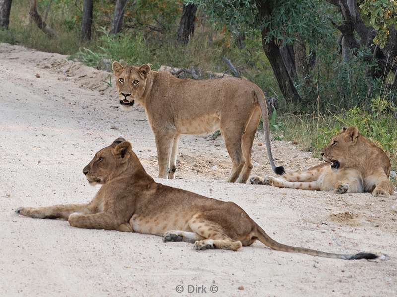 south africa kapama park lions
