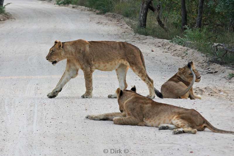 south africa kapama park lions