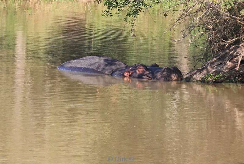 south africa kapama park hippopotamus
