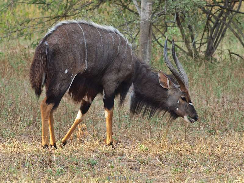 south africa kapama park antelope