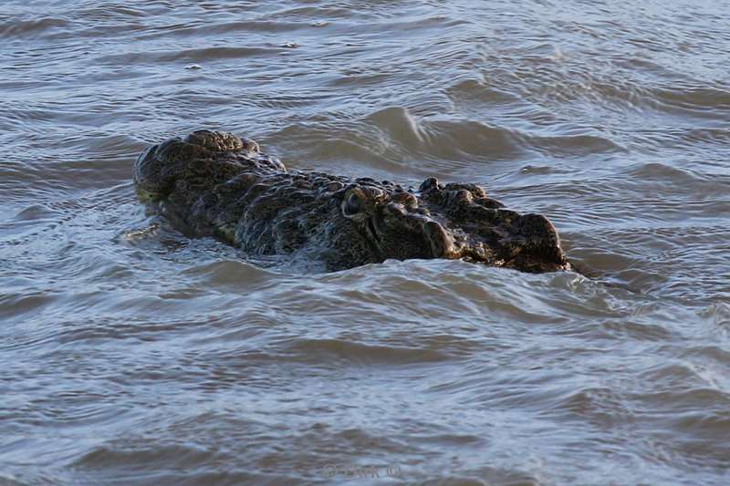 zuid-afrika st lucia crocodiles