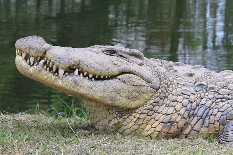 zuid-afrika st lucia crocodiles