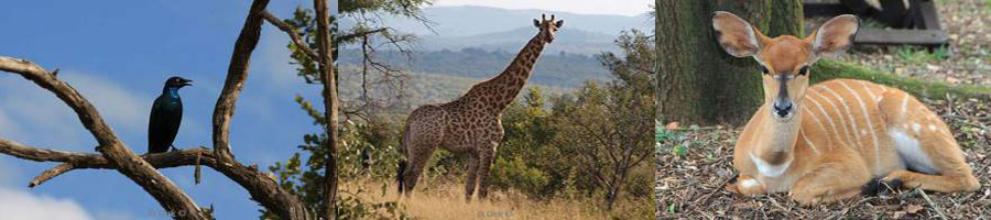 kruger park zuid-afrika giraffen