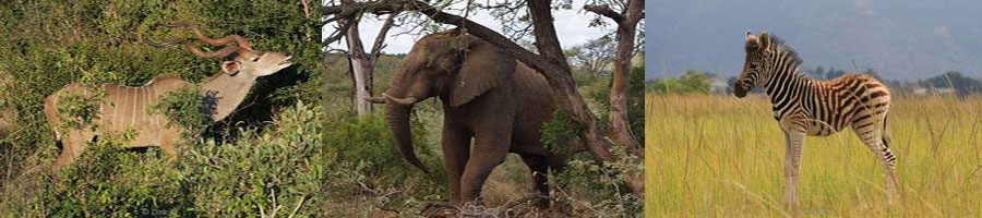 kruger park south african elephants