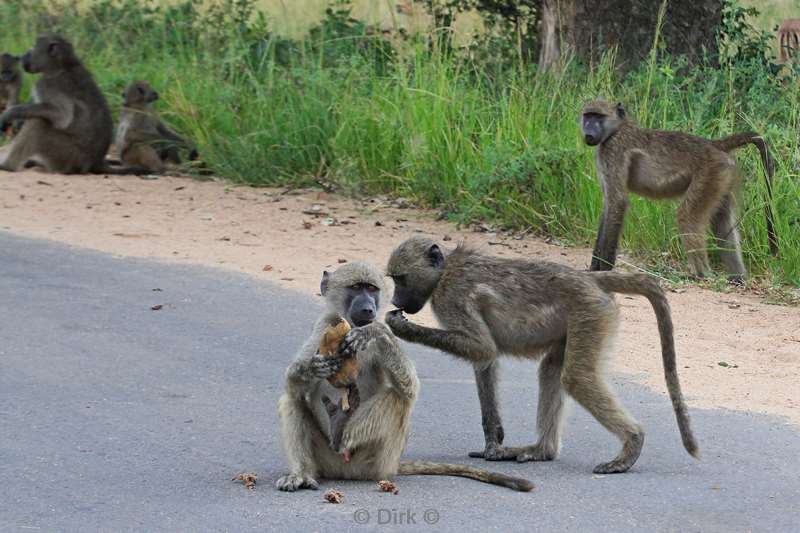 south africa kruger park baboons