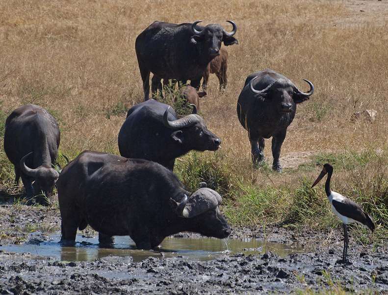 south africa kruger park buffalo