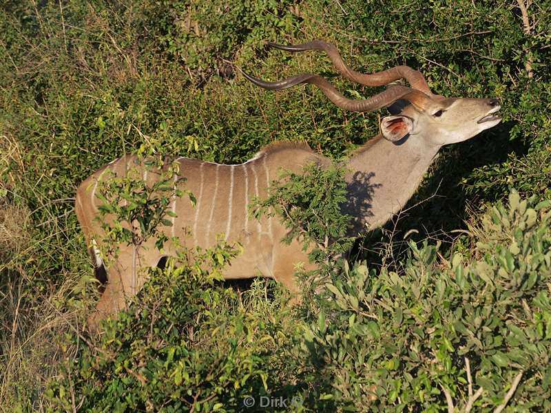south africa kruger park kudu