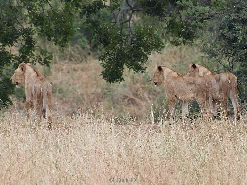 south africa kruger park lions