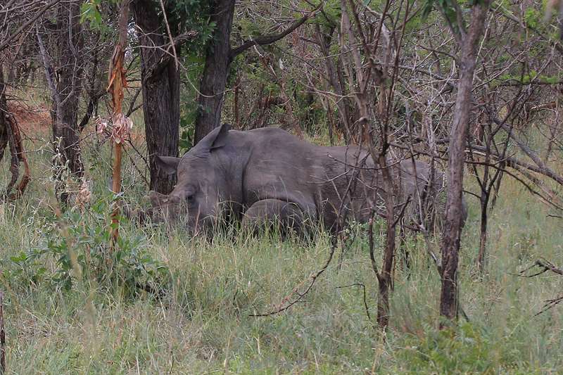 south africa kruger park rhinos