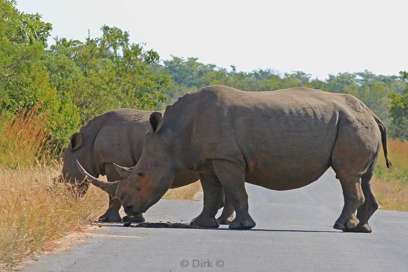 south africa kruger park rhinos