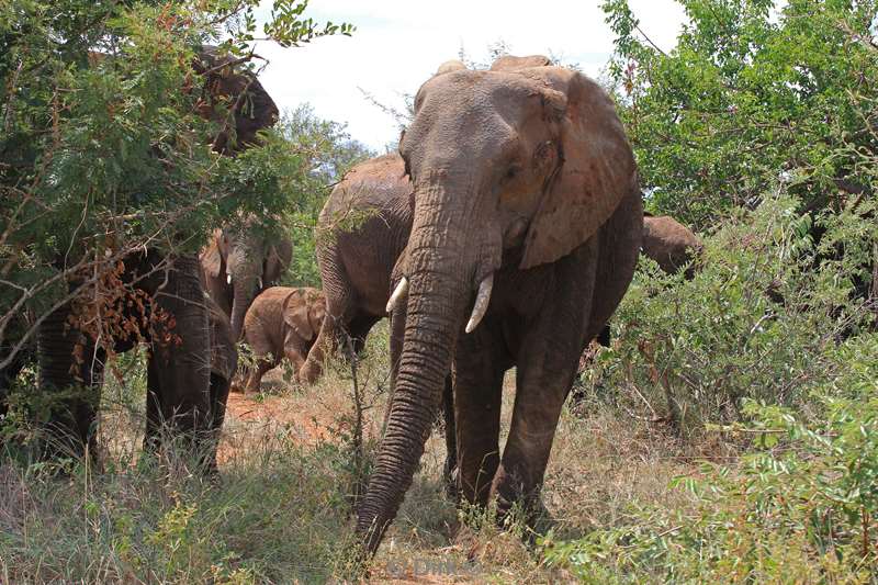 south africa kruger park elephants