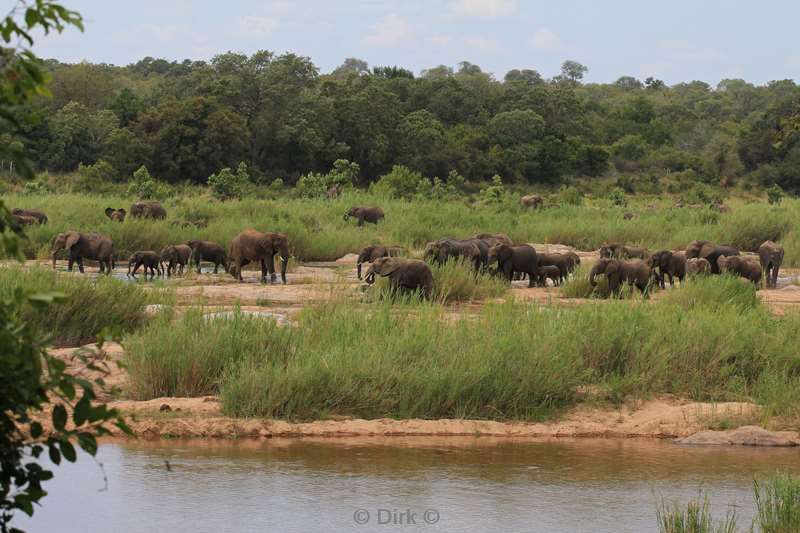 south africa kruger park elephants